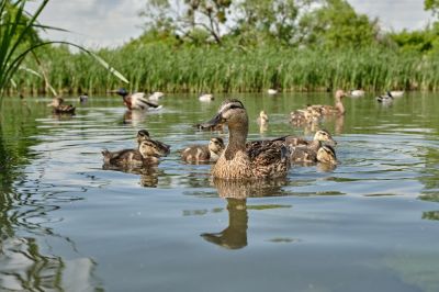 Allow Animals to Enjoy Your Pond