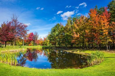Create a Beautiful Pond in Your Back Yard
