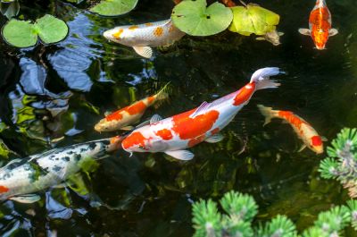 Create a Home for Fish